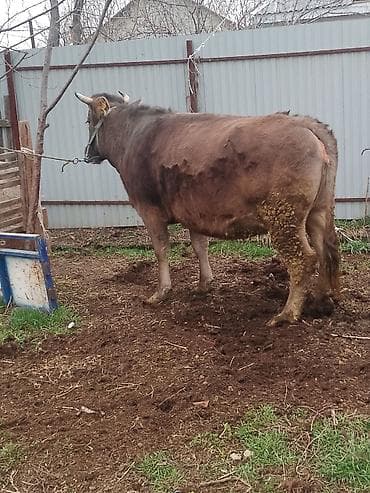 корова теленок: Продаю | Корова (самка) | Для разведения — 2