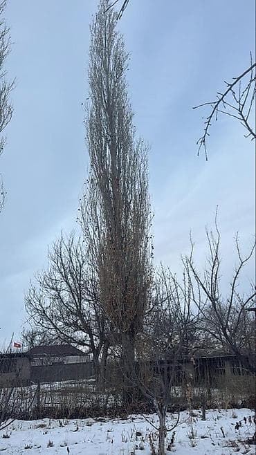 Отдам даром: Бекер берем 2 чон терек. Келип кыйып алып кетишинер керек. Шалта — 3