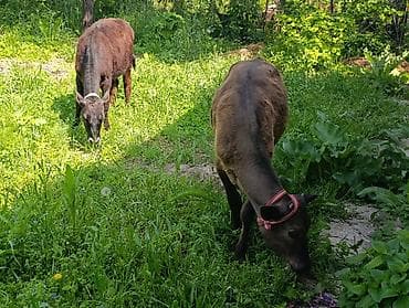 улака ат: Продаю | Тёлка, Музоо, торпок | Алатауская | Для разведения — 3