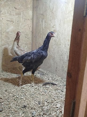 срочно в связи с переездом: Дакан мекиштер сатылат активный алмашу жолдору бар адрес Заря Тынчтык — 8