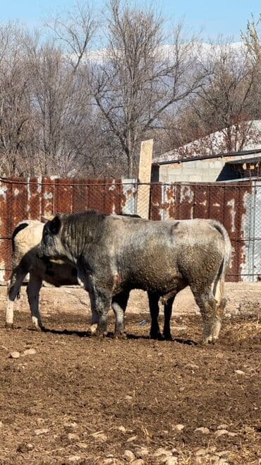 каровы садовое: Продаю | Бык (самец) | Осеменитель — 1
