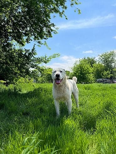 Алабай, 2 года, Самец