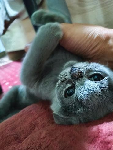Шотландский вислоухий котёнок (Scottish Fold), окрас голубой. - — 3