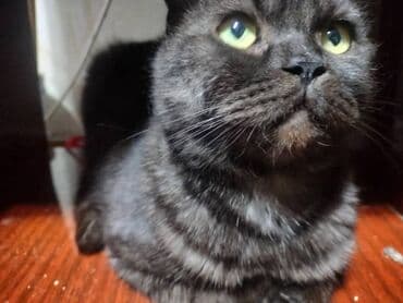 купить короткошерстного котенка: Кошка породы шотландскаятип «страйт/фолд» . Окрас — дымчато‑черный с — 2