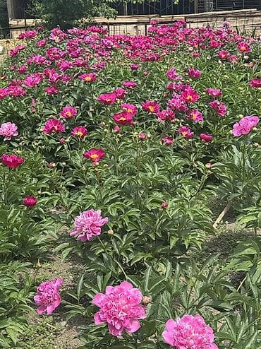 торф цена бишкек: Пионы большом количестве звоните — 10