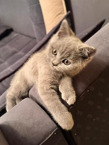 крупные собаки: Британский короткошёрстный котёнок, окрас голубой (solid blue). - — 6