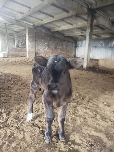 собака девочка: Продаю | Тёлка | Полукровка | На откорм — 2