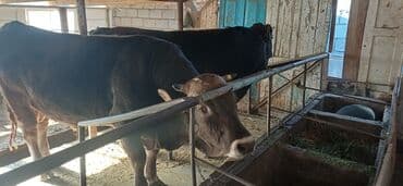 продаю дойная корова: Продаю | Бык (самец) | На откорм | Привязанные — 1