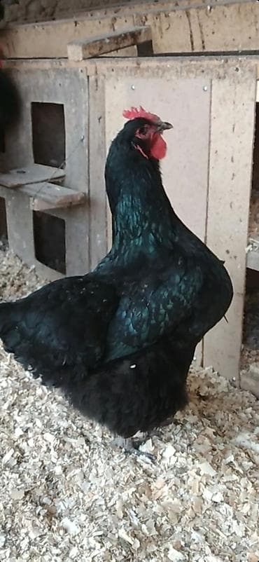 Айыл-чарба жаныбарлары: Сатам | Тооктор | Жумуртка туудуруу үчүн — 6