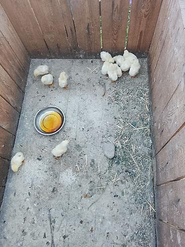 бролерные куры: Продаю | Цыплята | Бройлерная | На забой — 2