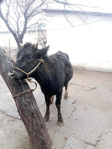 Кемирүүчүлөр: Сатам | Кунаажын | Көбөйтүү үчүн | Төл болгон жок — 1
