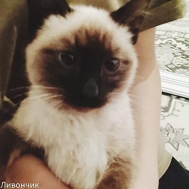 кошка токмок: Сиам, 8 айлык, Эркек, Лотокко барууга үйрөтүлгөн — 3