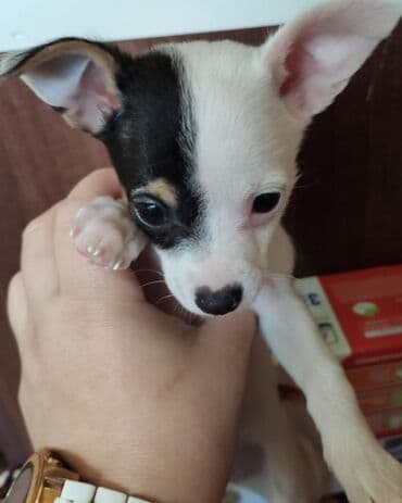 Ветеринар кызматы: 😍 СРОЧНО! 🐾 Только сегодня и завтра! Если вы очень мечтаете кому-то — 5