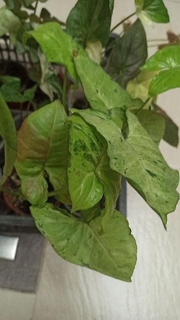 Алоэ: Смнгониумы детки, цена за штуку, район Ошского рынка, самовывоз — 9