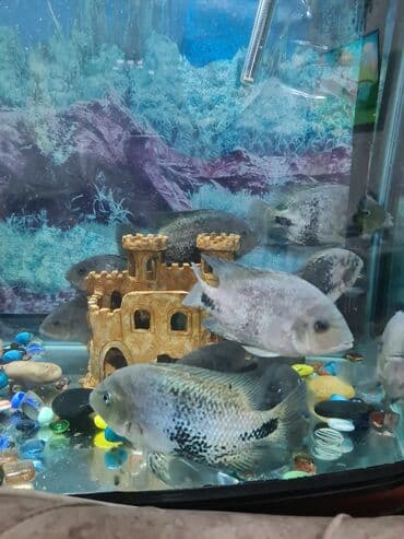 пшеница на корм: Продаю Радужную цихлазомы 15-25 см цена 400сом — 3