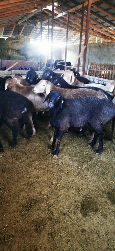 чистокровный алабай цена: Продаю | Баран (самец) | Полукровка | На забой | Осеменитель — 4