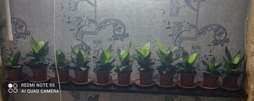 садовая тачка цена: Распродажа Гинура по 100 сом — 9