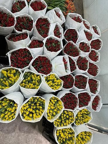 ❗️❗️ ❗️ принимаю заказы оптом тюльпанов и в розницу✅ Оптом принимаю — 2