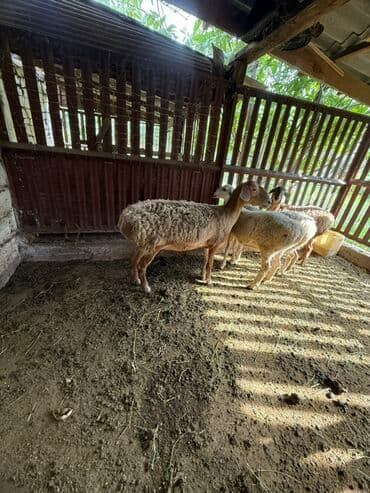 Грызуны: Продаю | Овца (самка), Ягненок | Полукровка | На забой | Матка, Осеменитель — 1