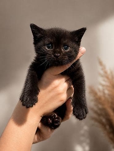 мышык парода: Отдам в добрые и заботливые руки котёнка - девочку🐾🤎 Ей 1,5 месяца — 1
