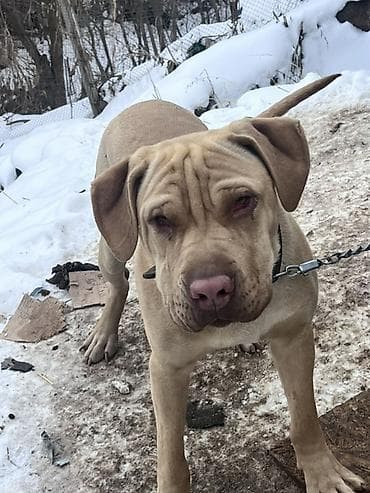 Порода: собака крупного типа, масти беж/палевый, с выраженными