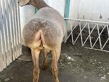 индюк живой: Продаю | Овца (самка) | Для разведения | Матка — 3