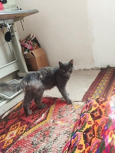 кой кисар: Кошка даром: Беспородная, 1 год, Девочка, Приучена к лотку — 2