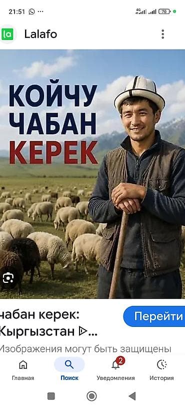 Работа: Ищем койчу/чабана. Чабан керек, Бишкек шаарына. Мал — 1