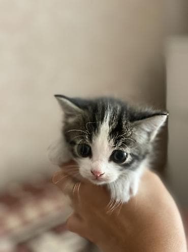 cane corso: Котята домашние, короткошёрстные, из одного помёта. Окрас: - — 1