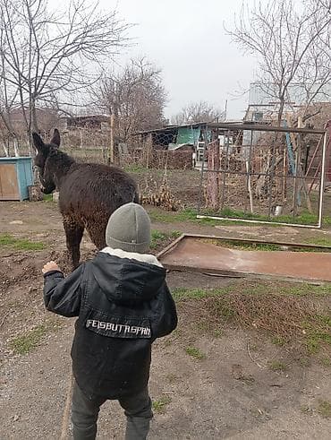 кыргыз корм: Башка а/ч жаныбарлары — 3