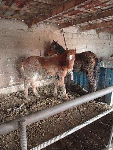 Ветеринар кызматы: Сатам | Тай | Көбөйтүү үчүн — 2