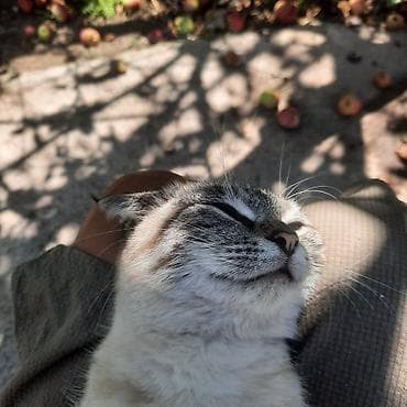 куда можно отдать кошку: Котенок с голубыми глазами - Окрас: светлый с табби-полосами, уши и — 2
