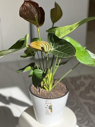 антуриум: Антуриум (Anthurium) в пластиковом кашпо. - Декоративноцветущее — 1