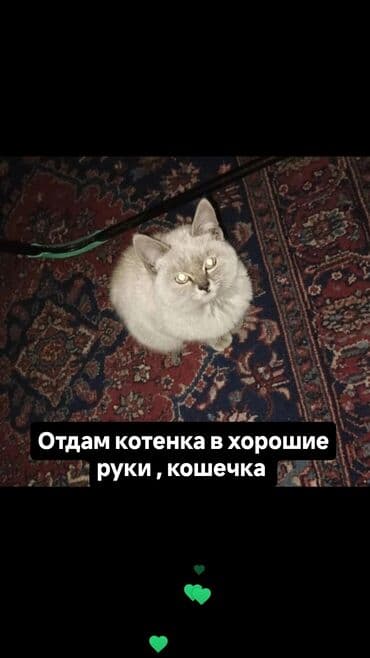 продам домик для кошки: Кошка даром: Беспородная, Девочка, Приучена к лотку — 1