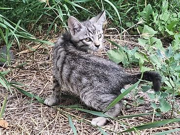 Продажа кошек: 4 котята. отдам даром. ходят строго в латок домашние обученные — 2