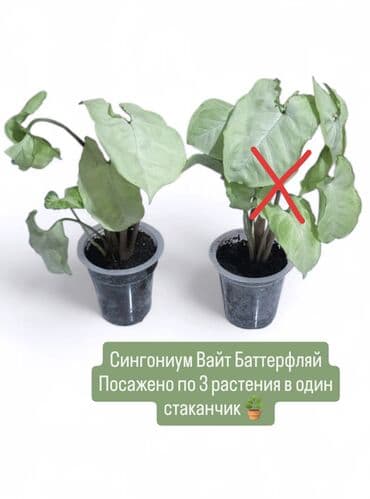 малина саженцы цена: РАСПРОДАЖА 🔥🔥🔥🔥 Продаю комнатные растения, цветы . Пассифлора кализия — 2