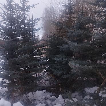 Ель голубая (Picea pungens, голубая ель) - Декоративная хвойная