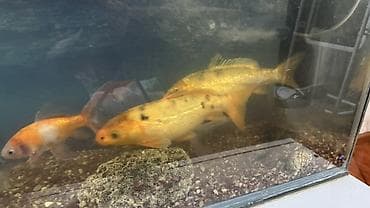 продажа аквариумных рыбок: Аквариумный комплект с декоративными рыбами. Продаем рыбок и аквариум — 4