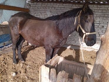 Продаю | Кобыла (самка)