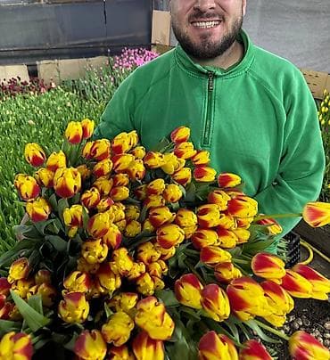 тюльпан оптом бишкек: Тюльпаны оптом от производителя. Местная теплица, без посредников — 3