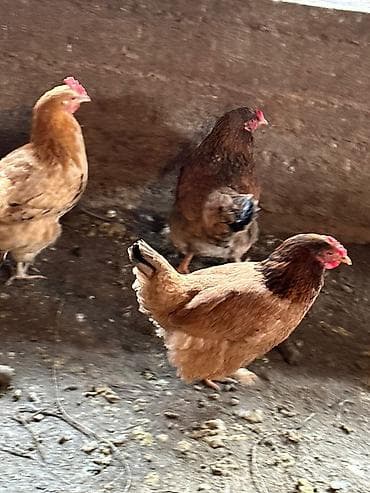 беде чоп кара балта: Куплю домашнюю птицу, кроликов — 2