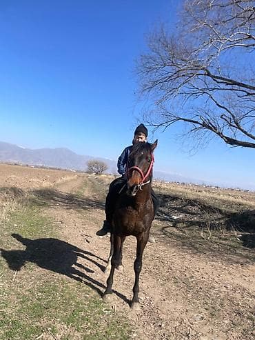 Продаю | Жеребец | Конный спорт