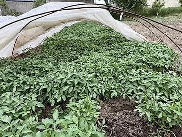 парниковые дуги: Рассада Самовывоз, Платная доставка — 1