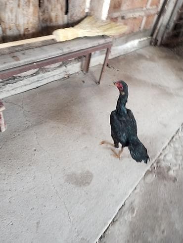 домашние птицы: Продаю | Куры | Бойцовая, Дакан | Для разведения, Несушки — 4