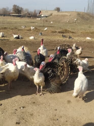 купить собаку шпиц: Сатам | Эркек күрп | Аргын | Көбөйтүү үчүн | Асыл тукумдуу — 1