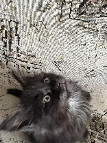 продажа кормов для сельскохозяйственных животных: Котята породы мейн-кун. 1девочка и 3мальчика. 2месяца. К лотку — 8