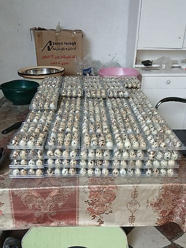 Продаю!!! Передаю!!! Готовый бизнес 100% на ход поставленный!!! И at lalafo.kg Продаю!!! Передаю!!! Готовый бизнес 100% на ход поставленный!!! И