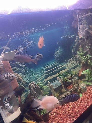 декоративная рыба: Аквариумный комплект для домашних цихлид - Просторный прямоугольный — 1