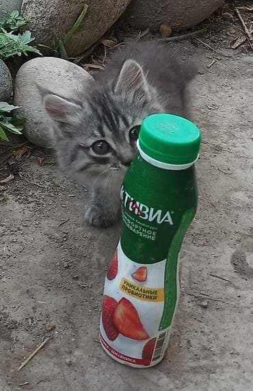 Животные: Котята - Возраст: 2 месяца (родились 15 апреля). - Окрас: - — 10