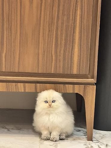 scottish fold: Скотиш Фолд (Шотландская вислоухая), 3 месяца, Мальчик, Золотая шиншилла, Приучена к лотку — 7